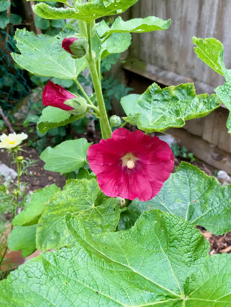 A single flowered hollyhock