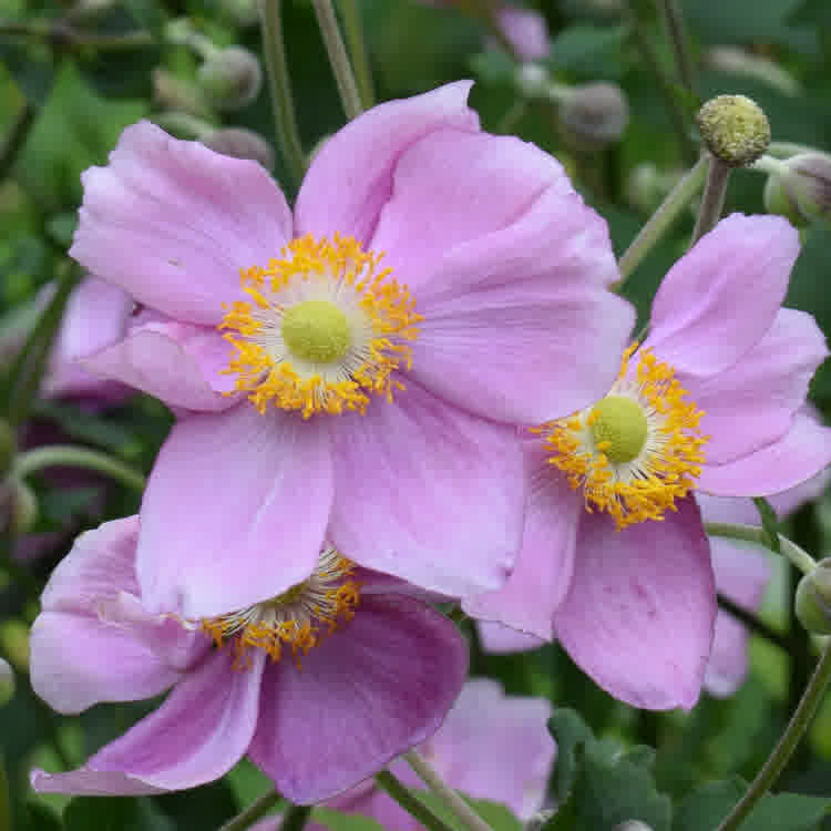 Japanese anemone