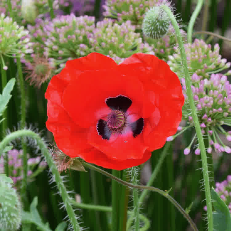 Ladybirdy poppy
