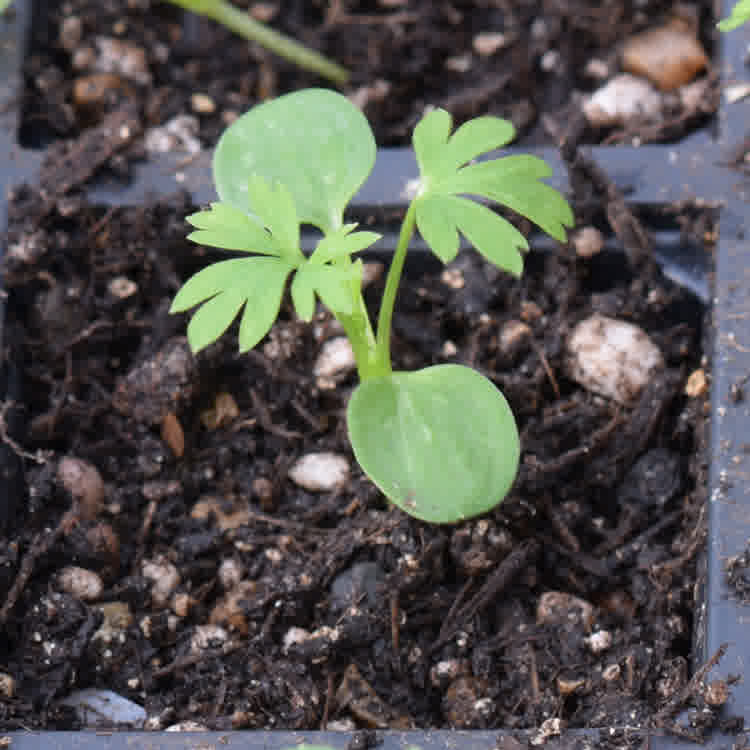 Larkspur seedling pricked out into individual cell.
