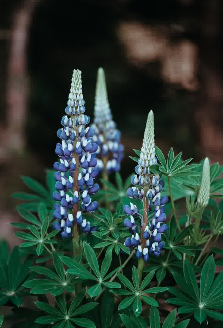 Single vilot coloured lupin