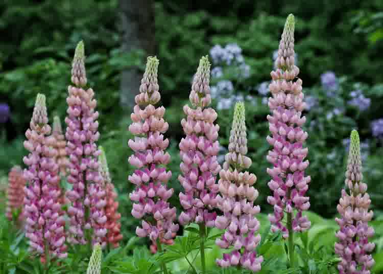 Multiple pink lupins