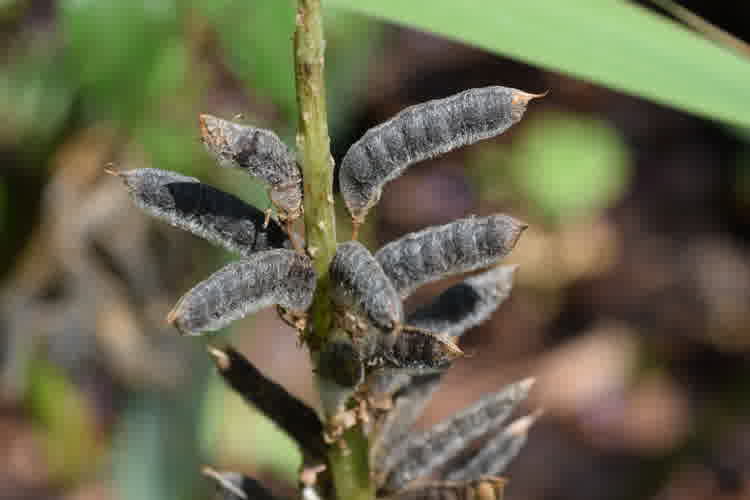 Lupin seed pods which have turned dark brown still attached to the flower spike.