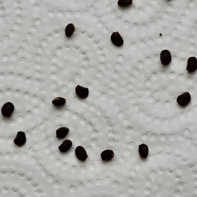 Multiple lupin seeds scattered on a paper towel.