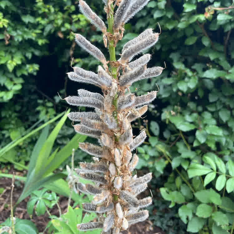 Lupin seed pods ready to harvest. The pods are dark brown and covered in white, delicate hairs.