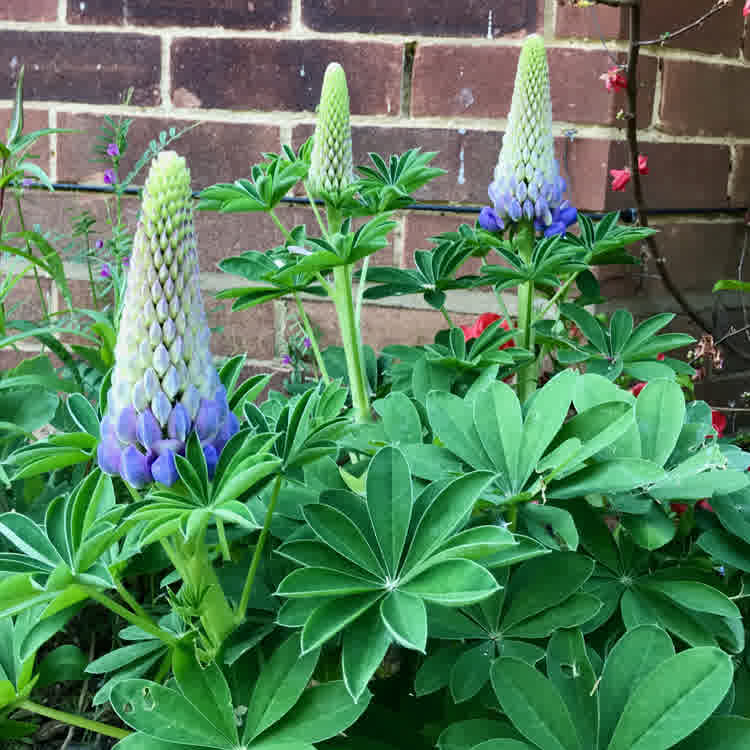 Lupin foliage and cone flowers starting to show colour