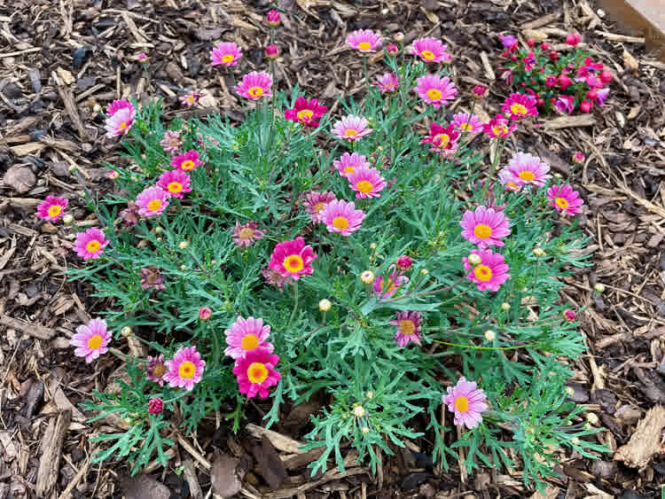 Pink Marguerite Daisy