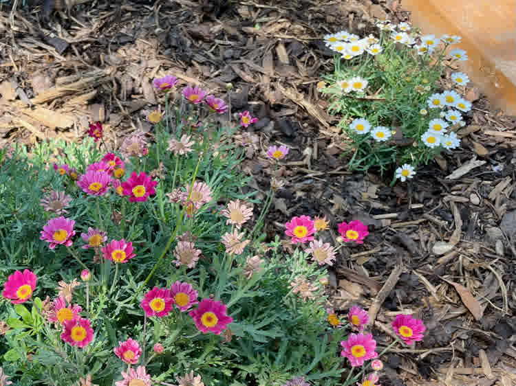 Red and white marguerite daisies in flower bed