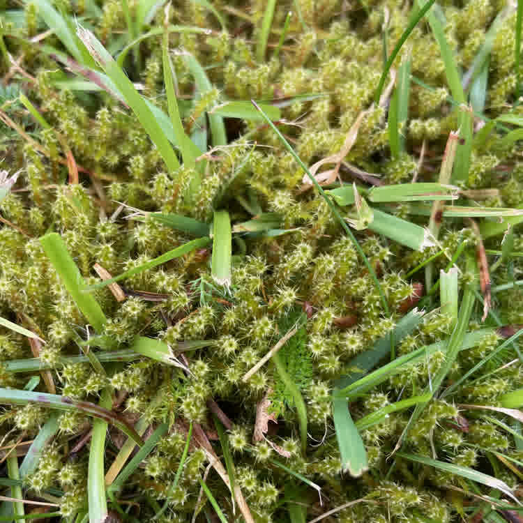 Moss growing within a lawn