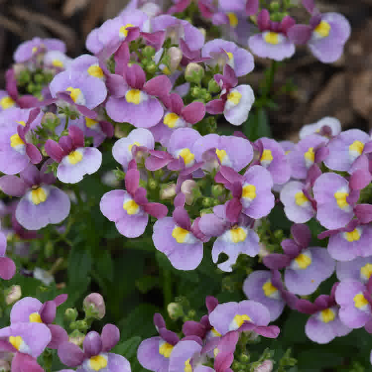 A close-up of the highly scented nemesis lilac queen in full bloom.