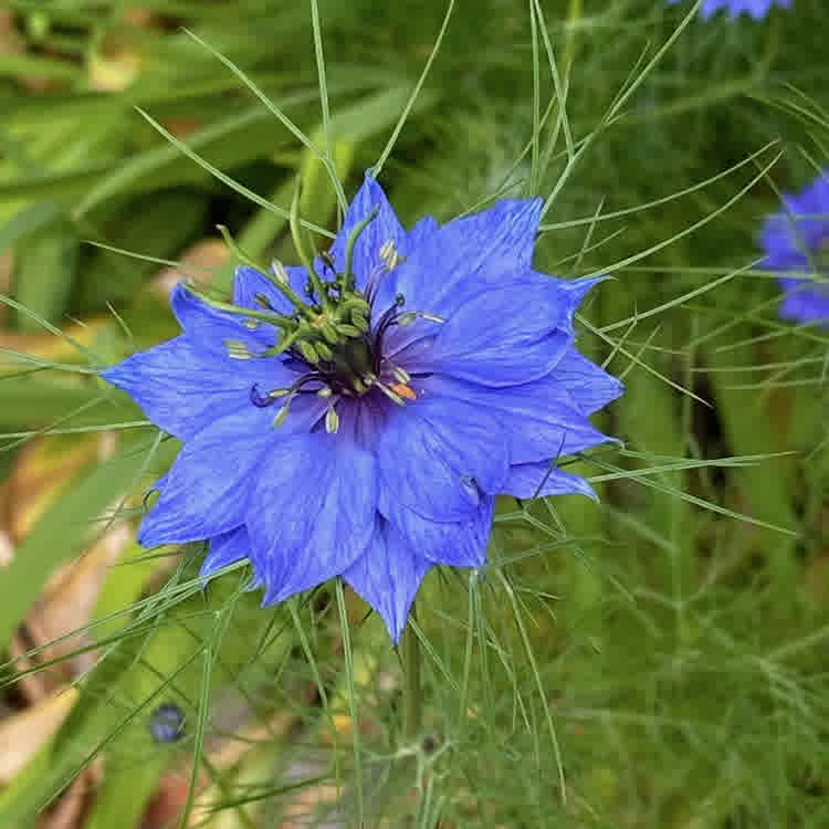 Nigella damascena