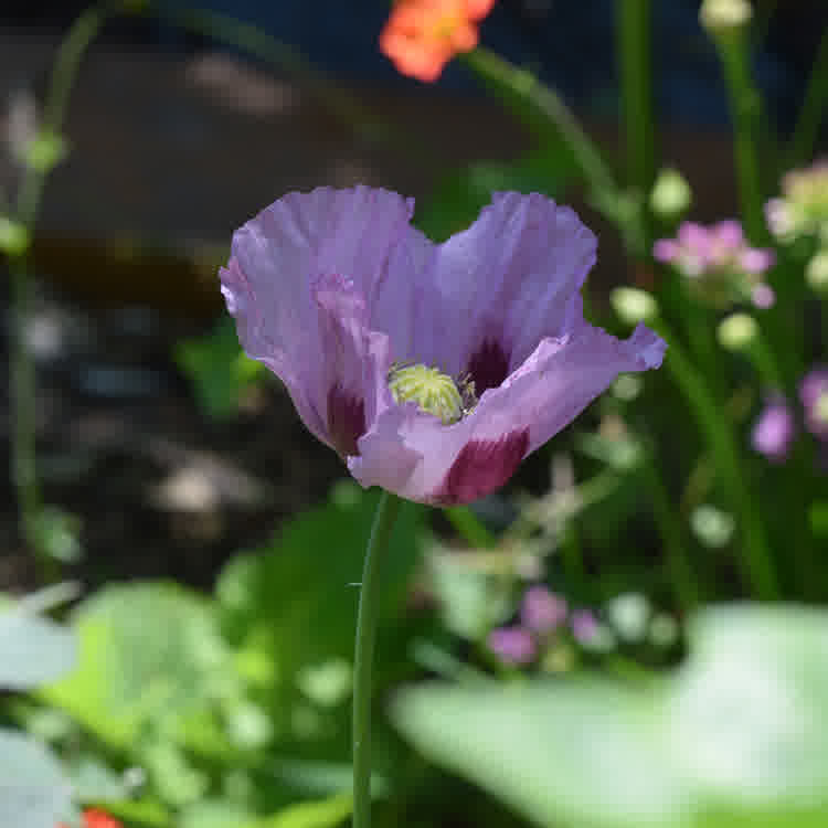 Hungarian Blue Breadseed Poppy
