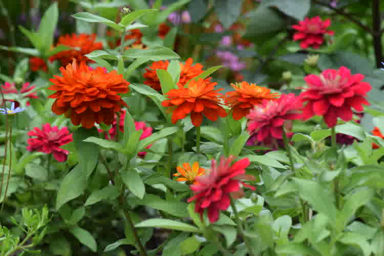 Pink and orange double-flowered zinnias in an annual flower bed.