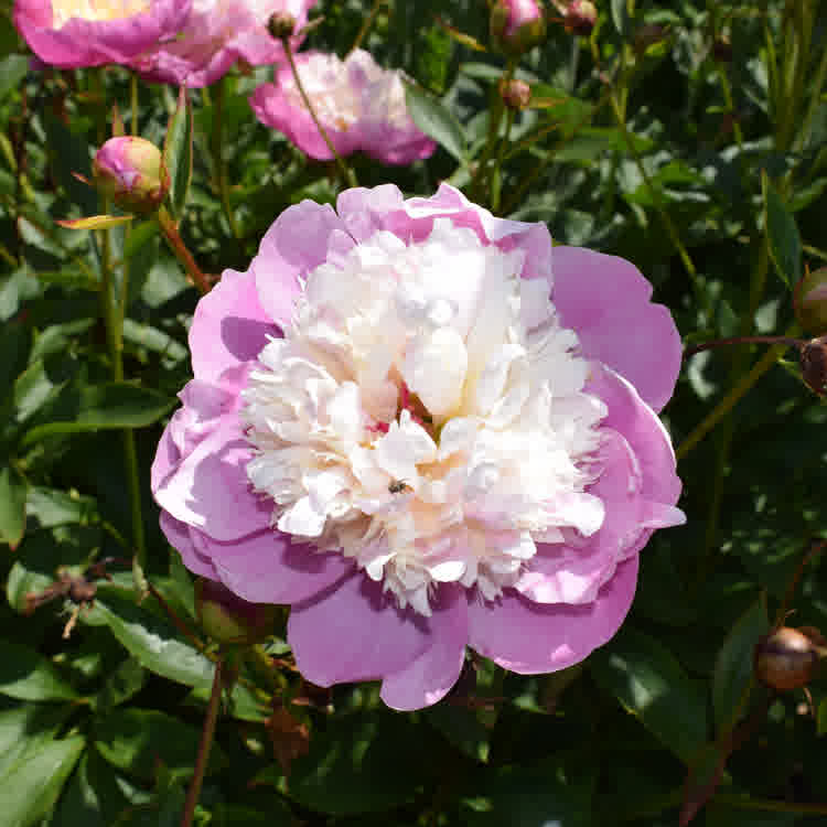 Peony
