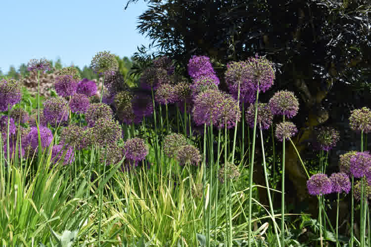 Multiple large purple alliums in a perennial flower bed.