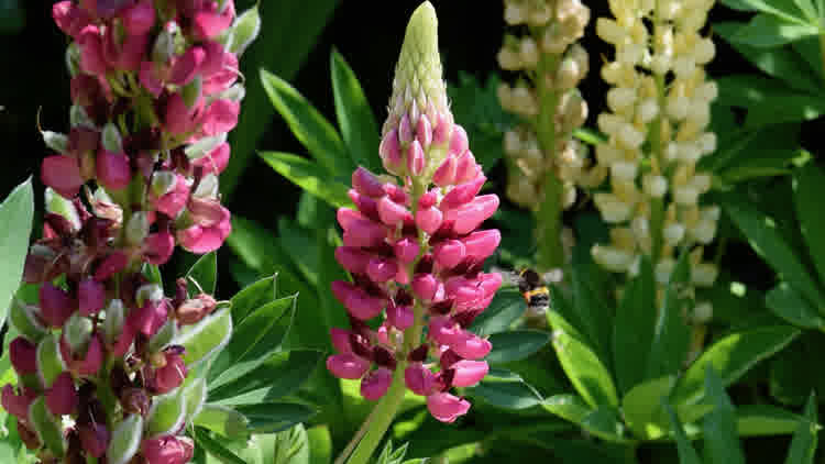 A bumblebee among pink and yellow lupin flowers.