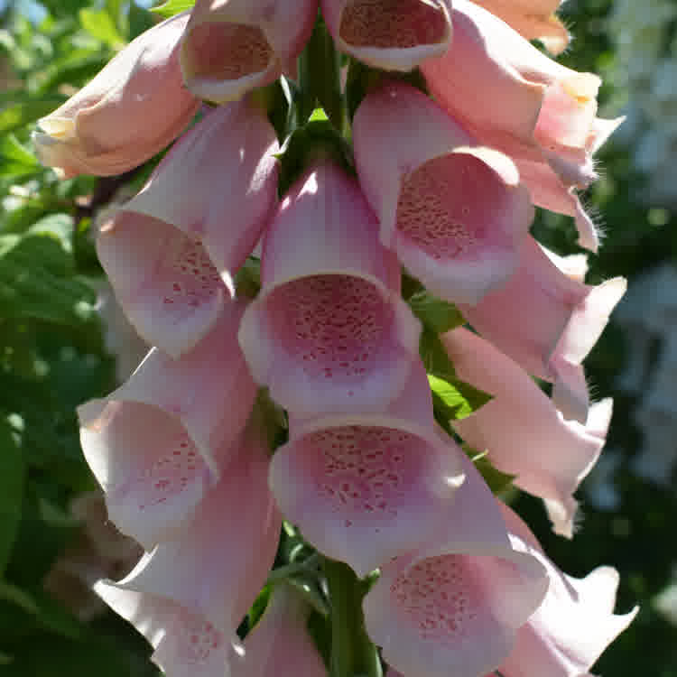 Pink foxgloves petals