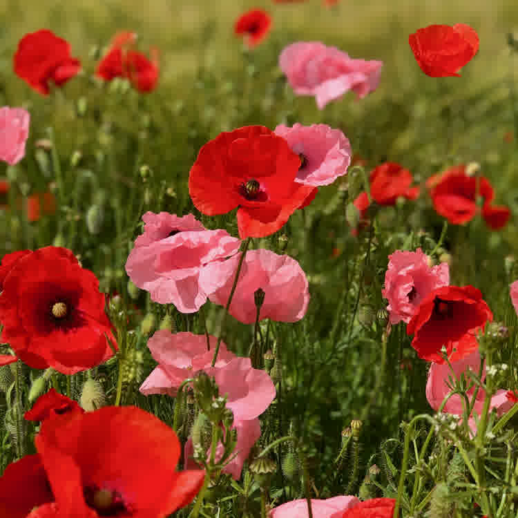 Multiple common poppies