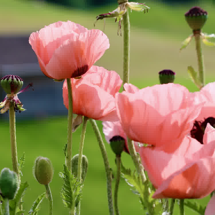 Multiple pink oriental poppies