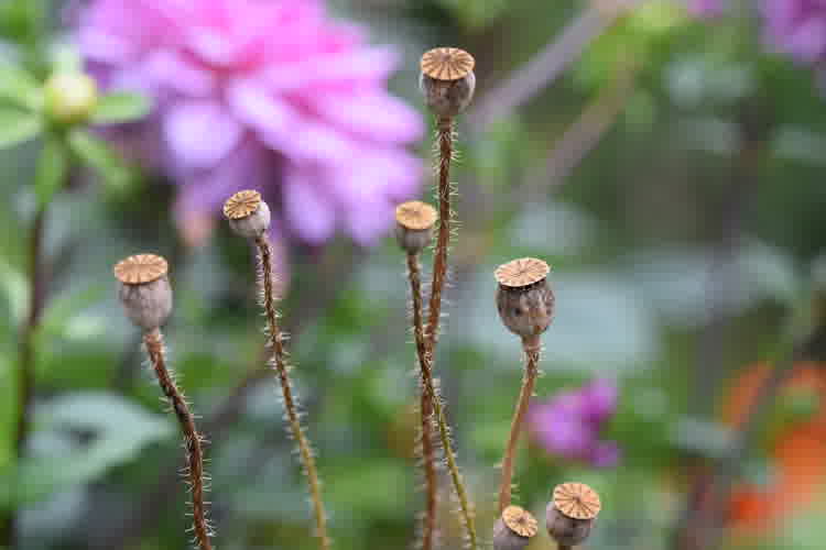 Spent poppy flower heads that have dried and are ready for seed collecting.