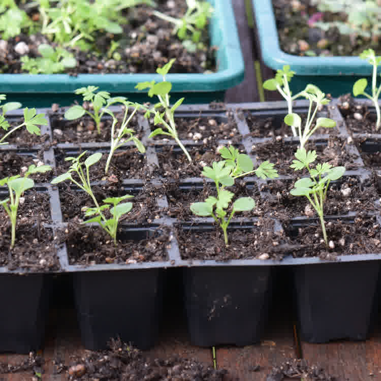 Multiple larkspur seedlings after being pricked out into individual cells.