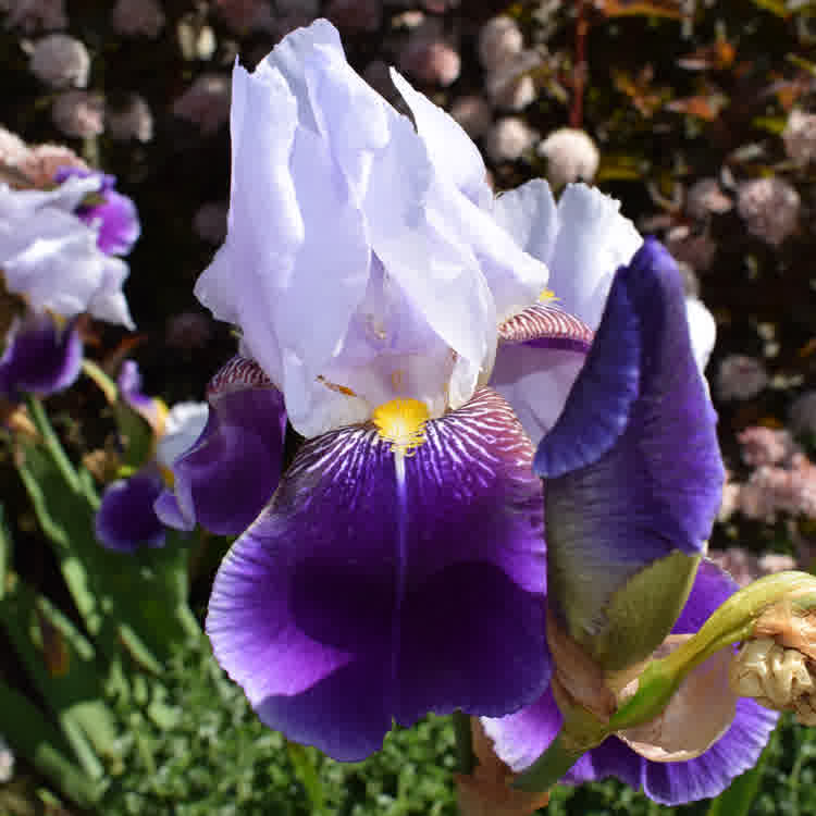 Iris