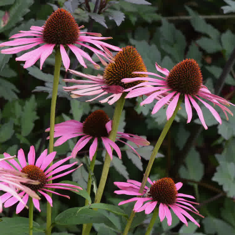 Purple coneflowers