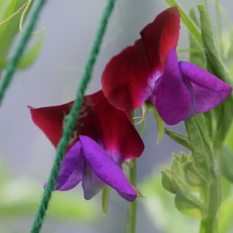 Matucana sweetpea flower in bloom.