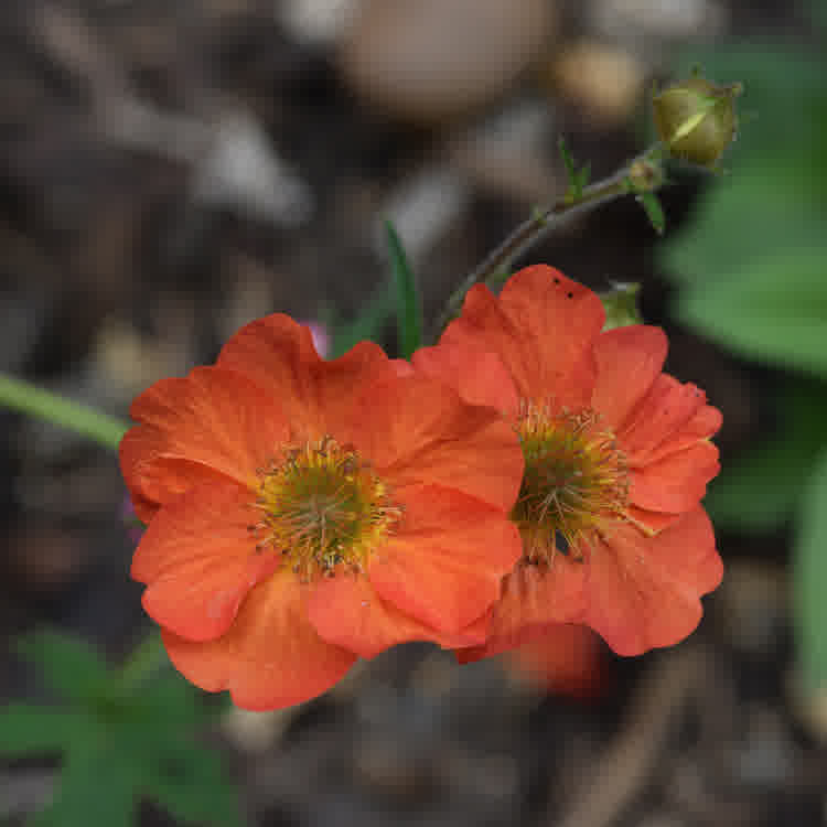 Red geums