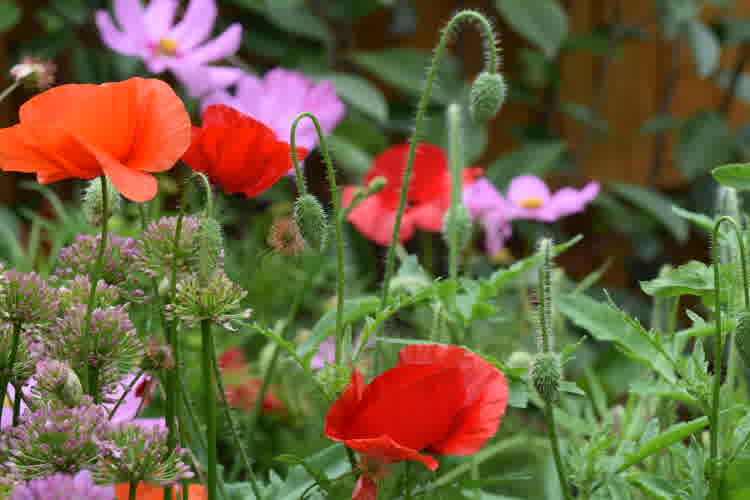 Multiple red poppies among unopened poppy flower heads.