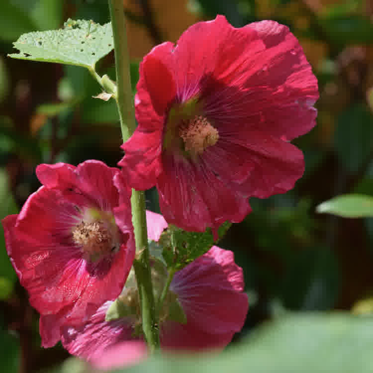 Hollyhocks