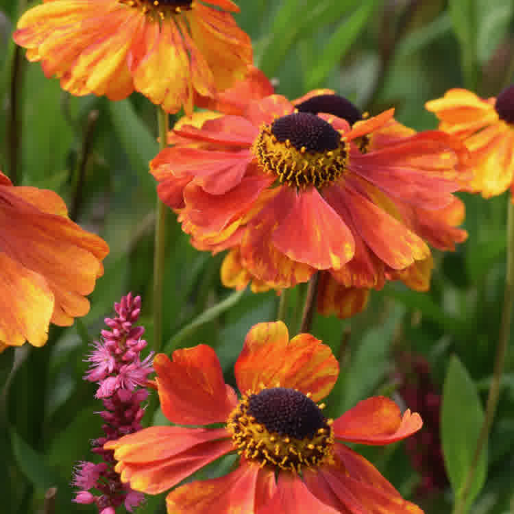 sneezeweed