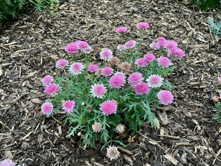 Summer melody marguerite daisies