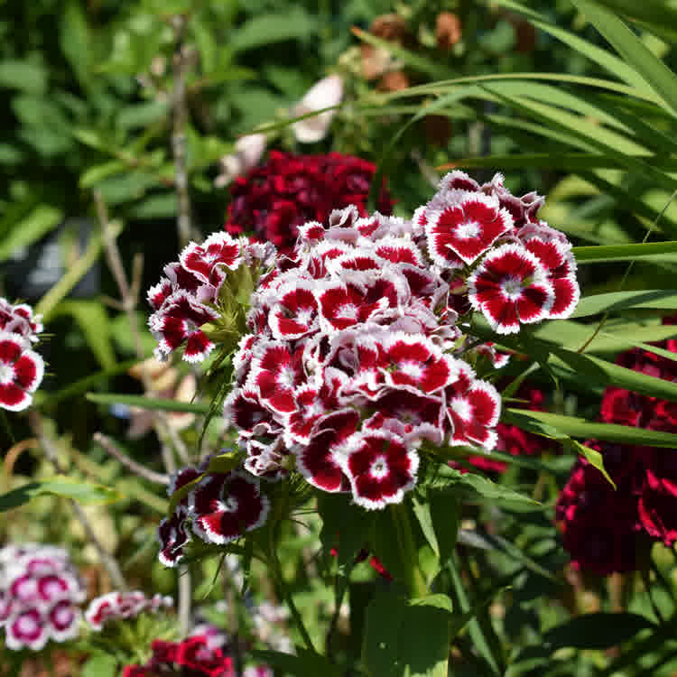 Dianthus barbatus - Sweet William