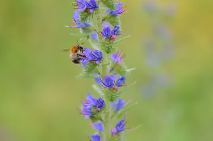 Viper's bugloss