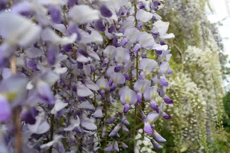 Close up of purple wisteria