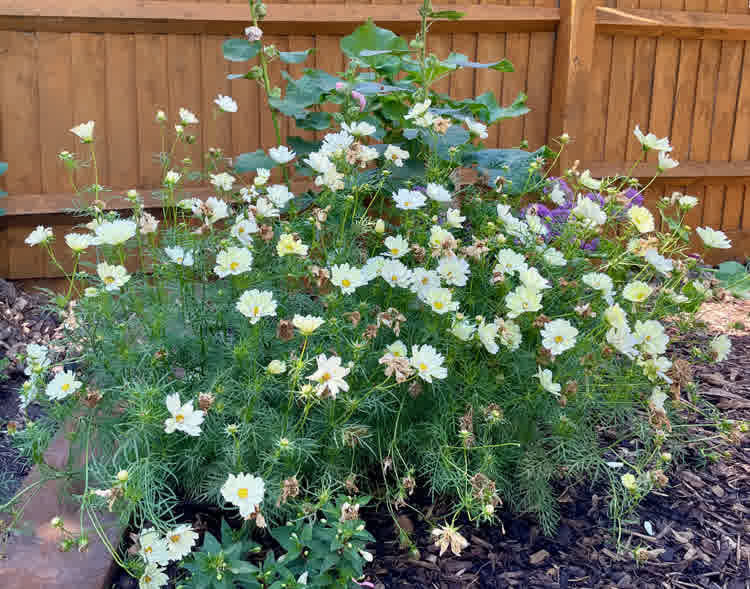 Yellow cosmos flowers.