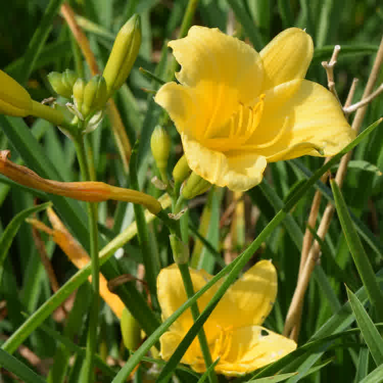 Yellow Daylily