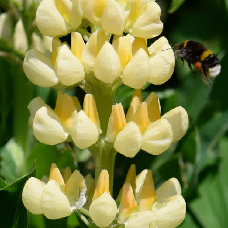 A bumblebee collecting nectar from a yellow lupin flower.