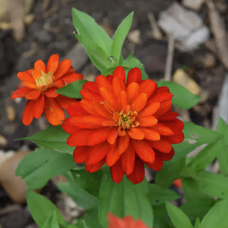 Orange double flowered zinnia